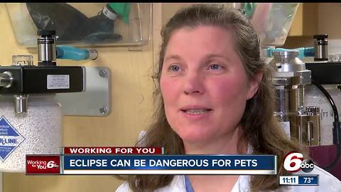 Solar eclipse can be dangerous for pets