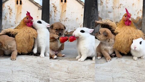 Cute Bunny, Dog & Hen Friendship