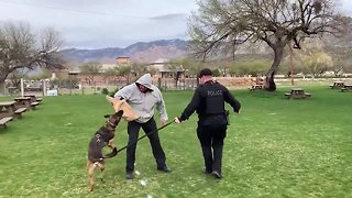 Meet Diesel, the newest Oro Valley police officer