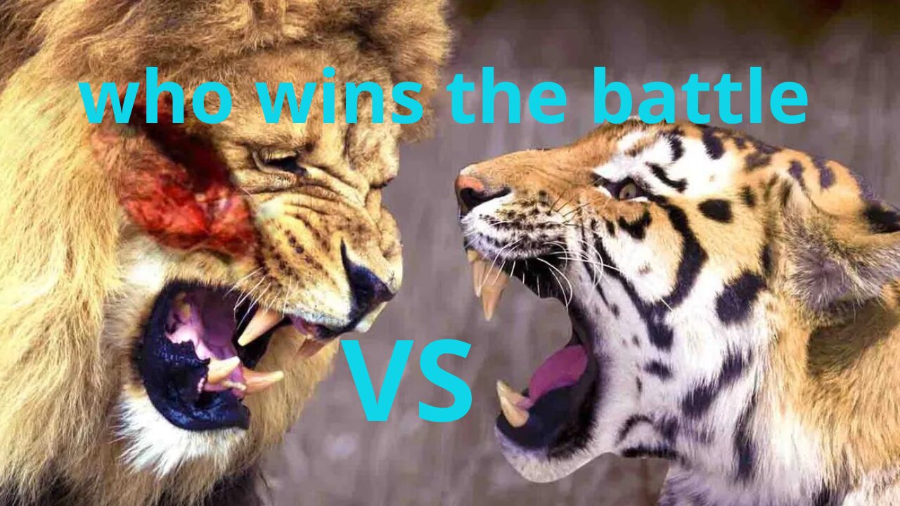 The battle between lions and tigers