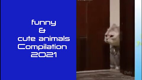 funny & cute animals Compilation 2021