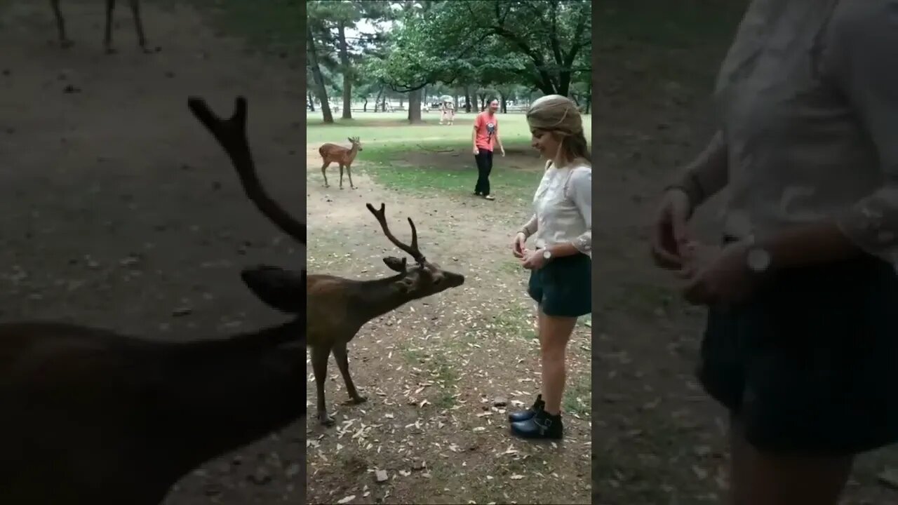 educação não tem espécie