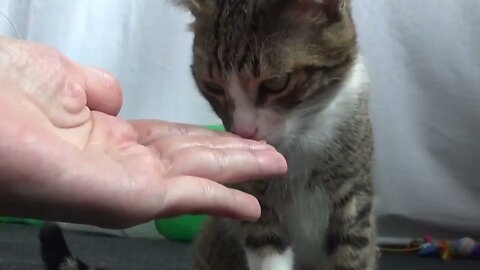 Kitten Rudolph Eats from My Hand