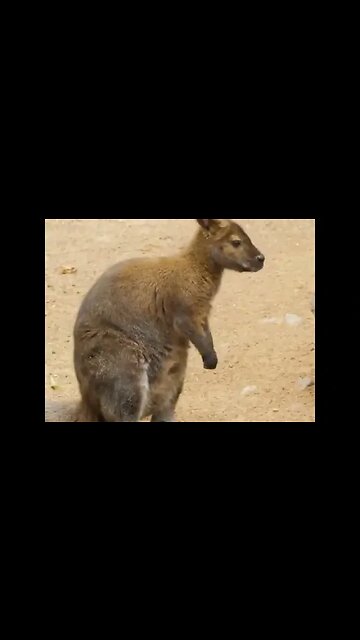 𝑪𝒖𝒕𝒆𝒏𝒆𝒔𝒔