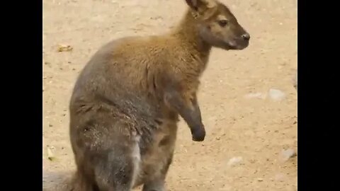 𝑪𝒖𝒕𝒆𝒏𝒆𝒔𝒔