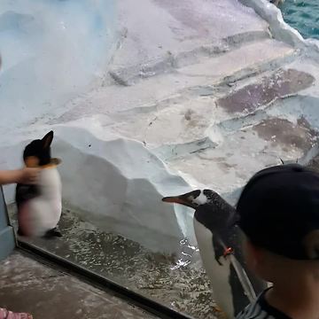 Toddler Girl Pranking Penguin With A Stuffed Animal
