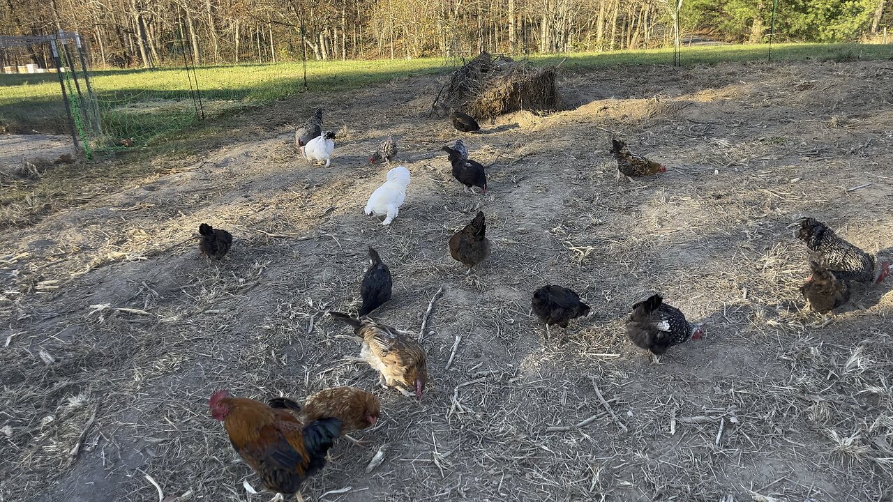 Fertilizing the Garden #chickens #garden #farm #homestead Chamberlin Family Farms