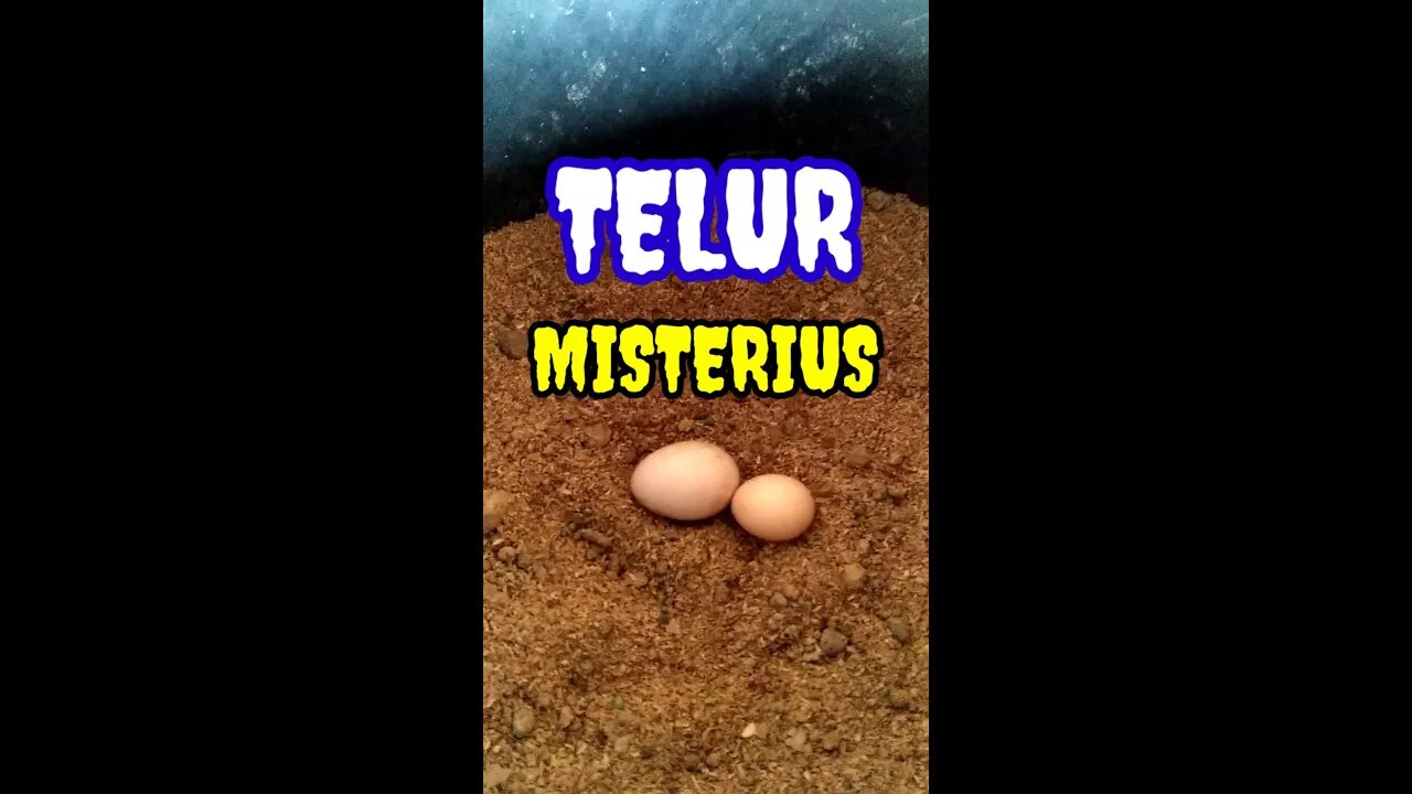 TELUR MISTERIUS??? #shorts