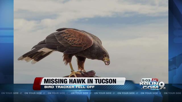 Hawk missing from Desert Museum