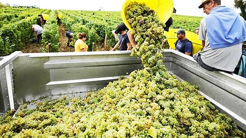 🔥 Grape Harvest to Champagne Magic | Making Grape Syrup & Touring a Raisin Processing Factory 🍇✨🍷