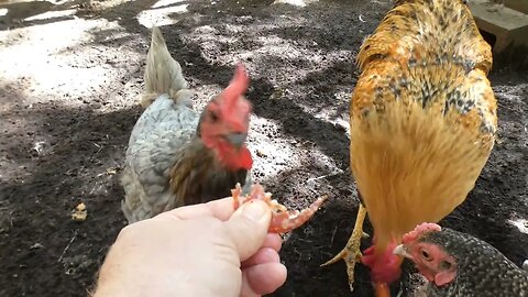 Chickens try salami.