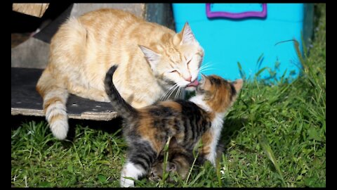 The mother cat with her children is fun and plays a very beautiful scene