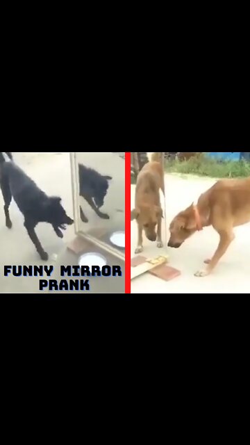 funny mirror prank on dog|funny dog video short |#funnydog |#Shorts