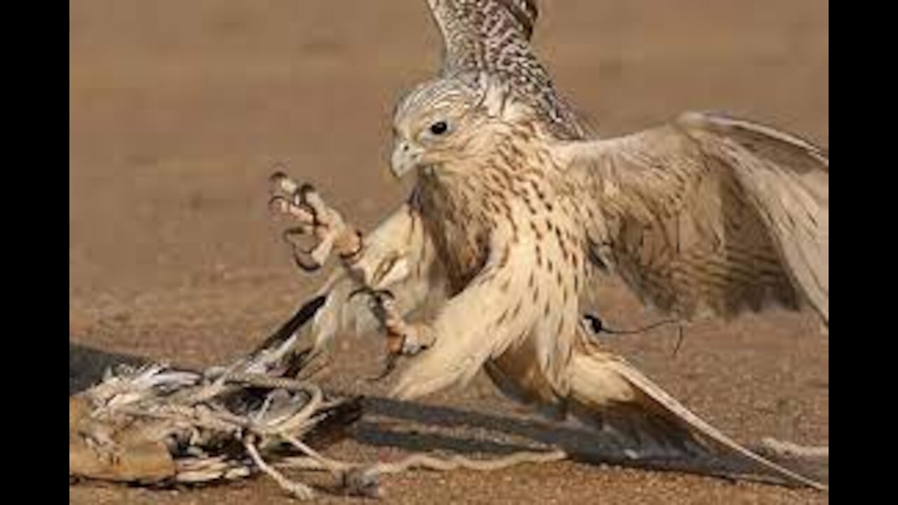 Falcon Attack | The Battle Between Hungry And Life |