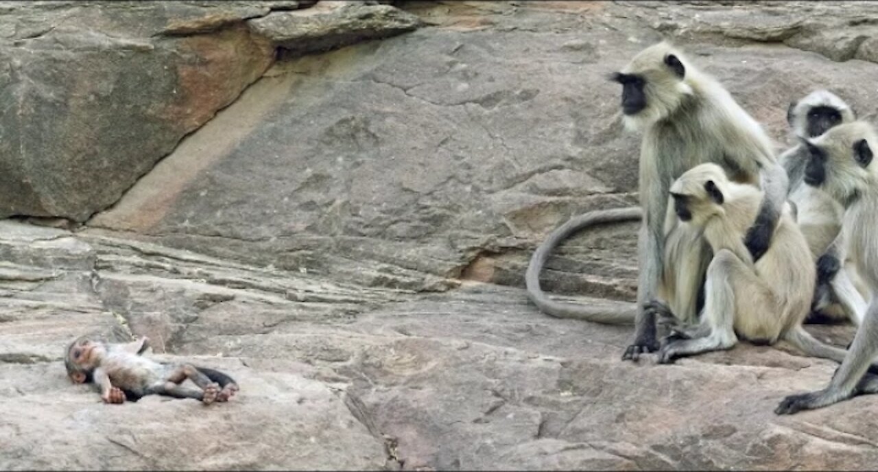 Langur Monkeys Grieve Over Robot Monkey