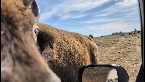 Tupelo Buffalo Zoo (Filmed Sunday Before I Lost My Voice) Having Fun Petting Giant Buffalo, Camels, Miniature-Ponies and Enjoying Yah's Creation