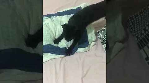 Lembra do gato de rua que entrou no motor do Tracker ? Esta se recuperando e com lar novo! #shorts