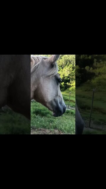 We don't visit the brumbies, the brumbies visit us!