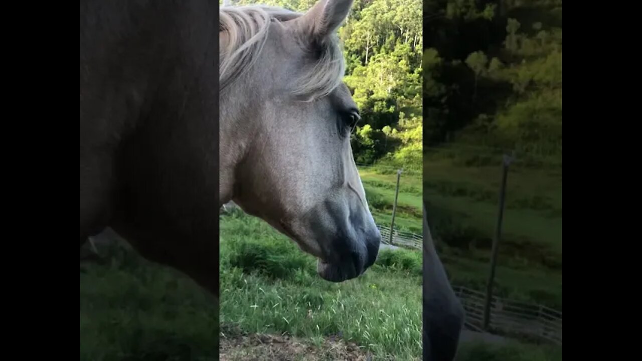 We don't visit the brumbies, the brumbies visit us!