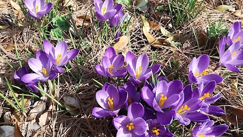 purple flowers blooming in the sun