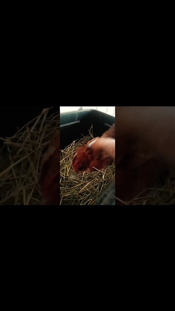 Forest is sitting on eggs again