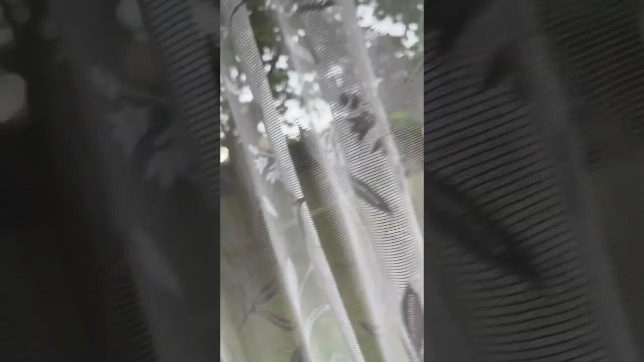 Early evening view from my living room window 🪟 enjoy 😉 and like 👍 and subscribe to my channel