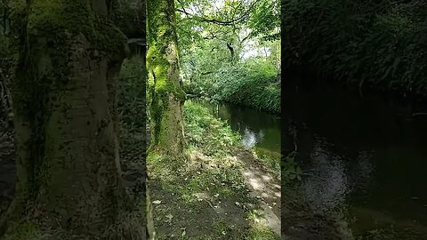 Nature#nature #yorkshire #uk #river#tree#short