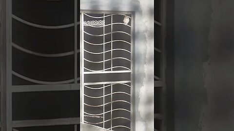 Baby owl is growing well, MashAllah