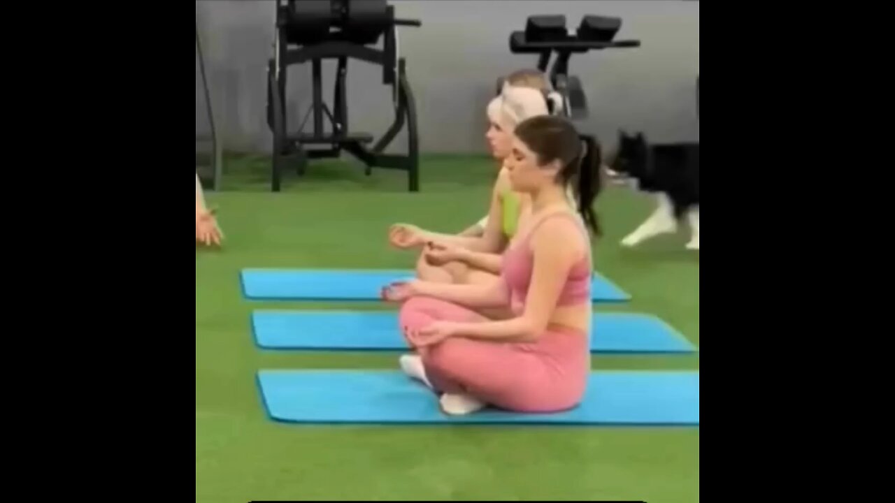 Doggy's yoga