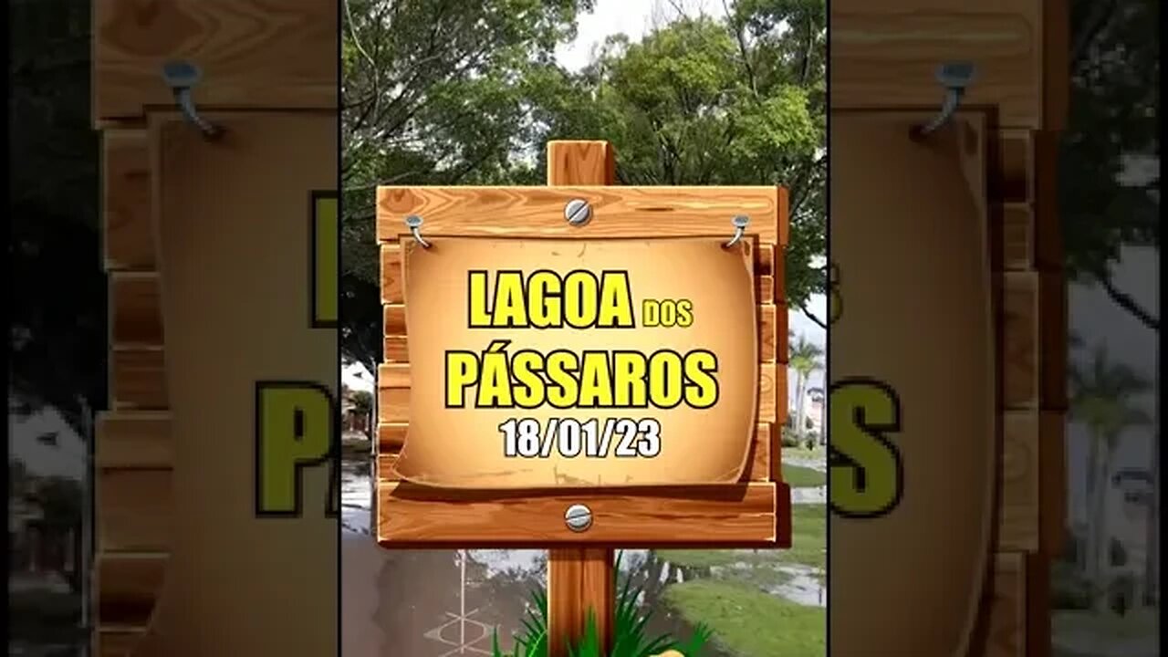 LAGOA DOS PÁSSAROS 18/01/23 #SHORTS
