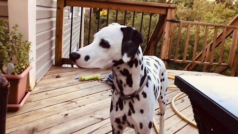 Luna Hanging Out On The Deck