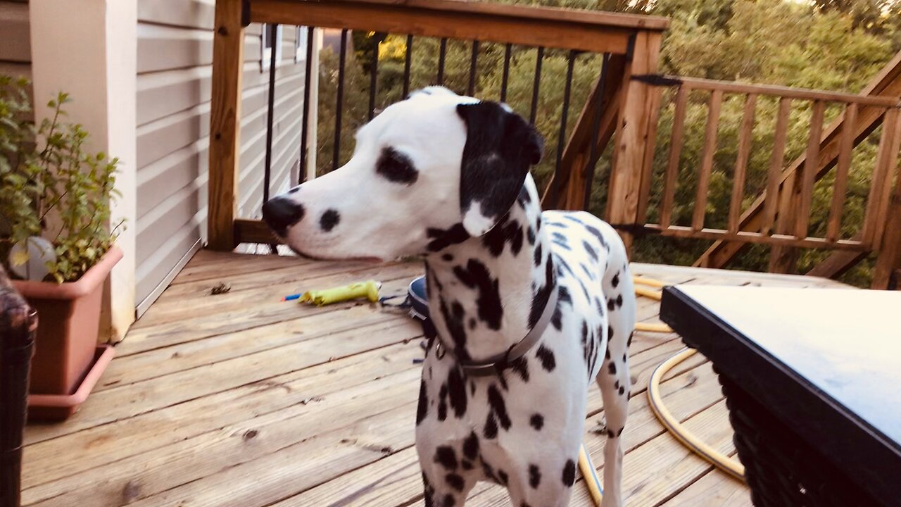 Luna Hanging Out On The Deck