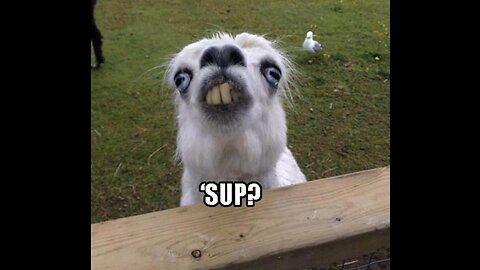 Try Not To Laugh Funny Animals Compilation!