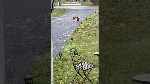 Hens on the drive way 🫠😂 #hens #chickens #funny #humor #farmlife #fy #fyp