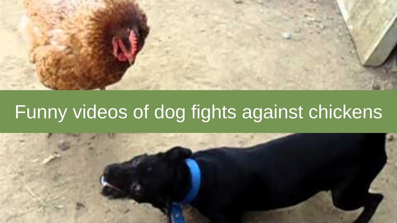 Funny videos of dog fights against chickens