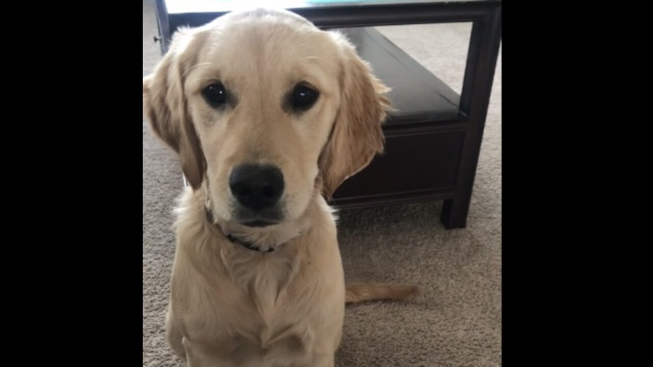 Golden retriever learns how to shake