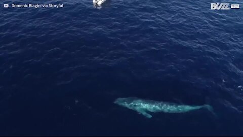 Balenottera nuota a pelo d'acqua, a pochi metri dalla barca!