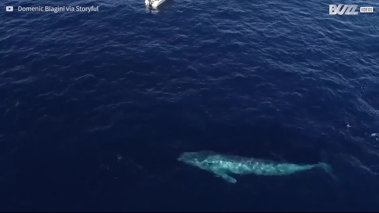 Balenottera nuota a pelo d'acqua, a pochi metri dalla barca!