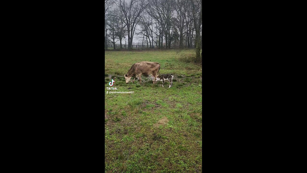 Momma cow with baby heifer calf.