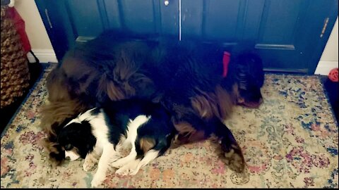 Dreaming Newfie kicks Cavalier puppy in the face