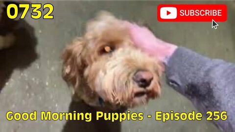 [0732] GOOD MORNING PUPPIES - EPISODE 256 [#dogs #doggos #doggies #puppies #dogdaycare]
