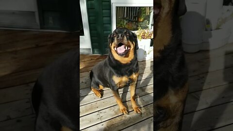 Rottweiler So Damn Beautiful! 💖💛💕 #rottweiler #shorts