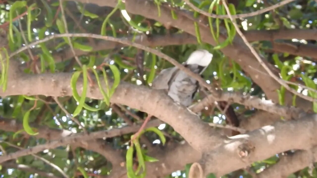 PIgeon in the tree