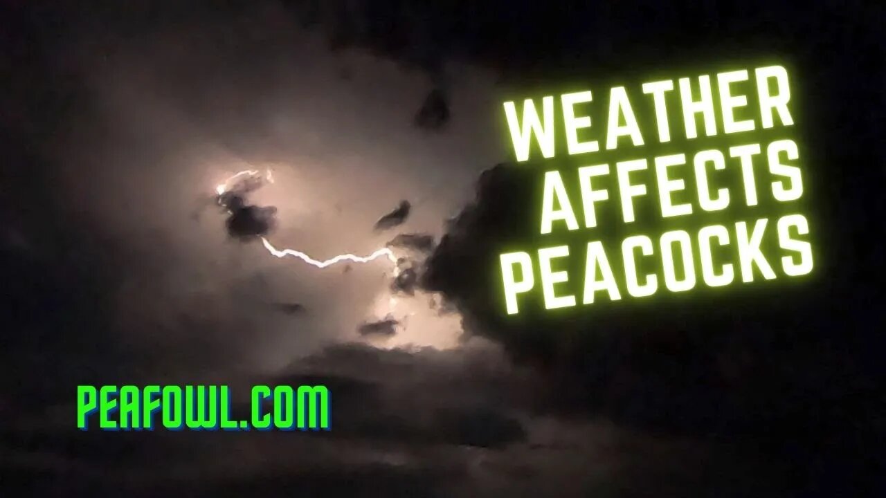 Weather Affects Peacocks, Peacock Minute, peafowl.com