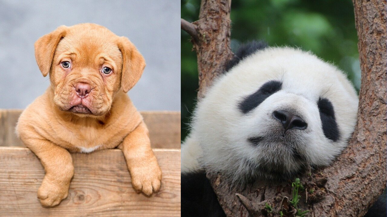 The best battles of the animal world I Life of Wild Animals