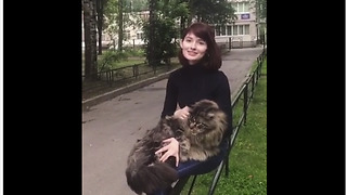 Majestic Maine Coon Loves To Sit On Owner's Lap