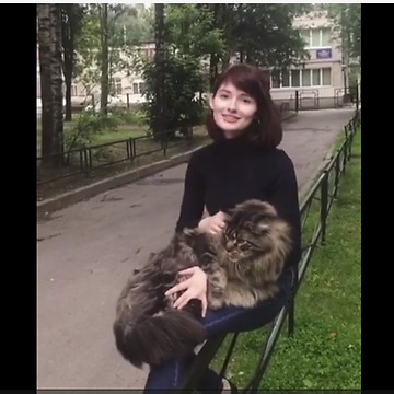 Majestic Maine Coon Loves To Sit On Owner's Lap