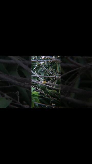 Green Hummingbird in Philippines UHD