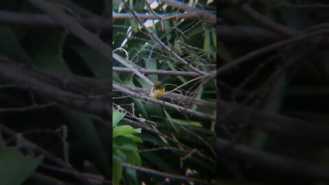 Green Hummingbird in Philippines UHD