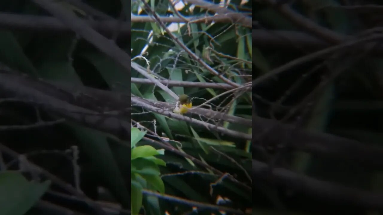 Green Hummingbird in Philippines UHD